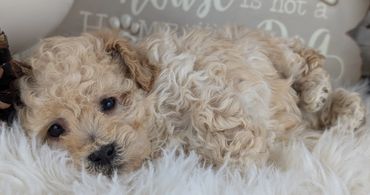 Havapoo puppies for sale New York California Havanese Poodle Havanoodle Poovanese