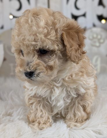 Havapoo puppies for sale New York California Havanese Poodle Havanoodle Poovanese