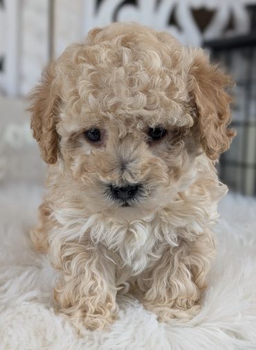 Havapoo puppies for sale New York California Havanese Poodle Havanoodle Poovanese