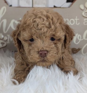 Havapoo puppies for sale New York California Havanese Poodle Havanoodle Poovanese