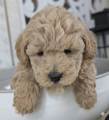 Havapoo puppies for sale New York California Havanese Poodle Havanoodle Poovanese