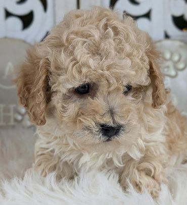 Havapoo puppies for sale New York California Havanese Poodle Havanoodle Poovanese