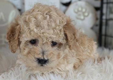 Havapoo puppies for sale New York California Havanese Poodle Havanoodle Poovanese