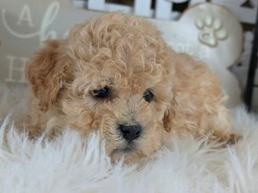 Havapoo puppies for sale New York California Havanese Poodle Havanoodle Poovanese