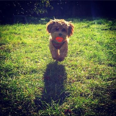 havapoo puppy poovanese havanese poodle toy poodle river view puppies puppies for sale iowa puppies