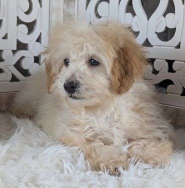 Havapoo puppies for sale New York California Havanese Poodle Havanoodle Poovanese