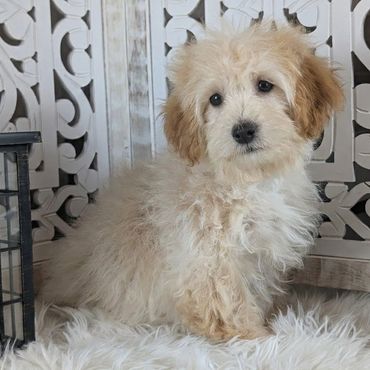 Havapoo puppies for sale New York California Havanese Poodle Havanoodle Poovanese