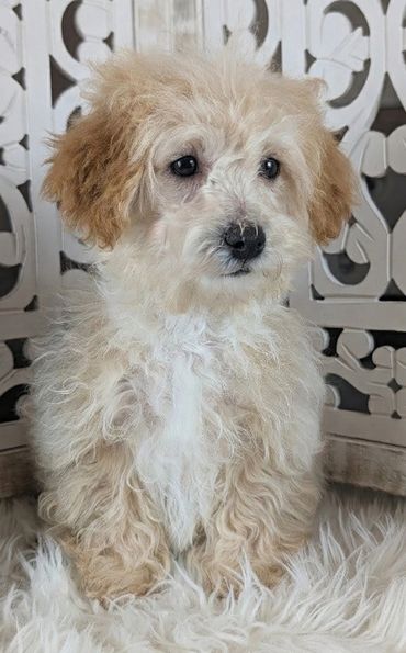 Havapoo puppies for sale New York California Havanese Poodle Havanoodle Poovanese