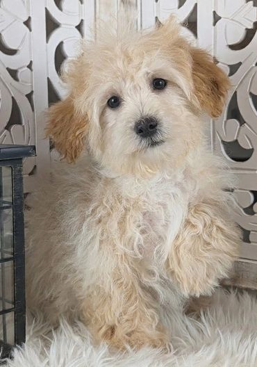 Havapoo puppies for sale New York California Havanese Poodle Havanoodle Poovanese