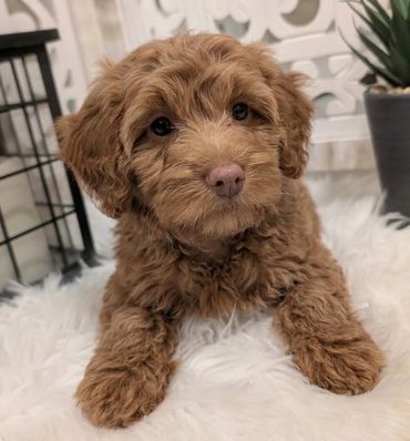Havapoo puppies for sale New York California Havanese Poodle Havanoodle Poovanese