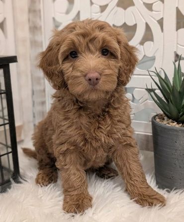 Havapoo puppies for sale New York California Havanese Poodle Havanoodle Poovanese