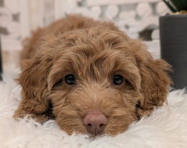Havapoo puppies for sale New York California Havanese Poodle Havanoodle Poovanese