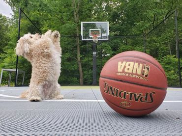 havapoo puppy poovanese havanese poodle toy poodle river view puppies puppies for sale iowa puppies