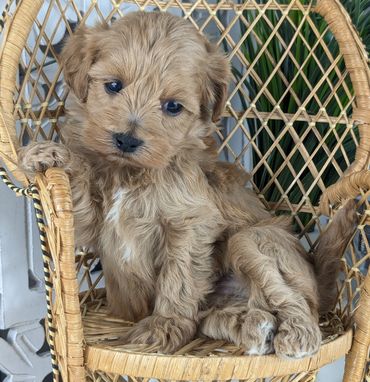 Golden-honey Havapoo puppy named Mint resting in a wicker chair.