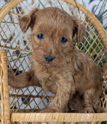 Brown Havapoo puppy named Basil sitting in a small wicker chair.