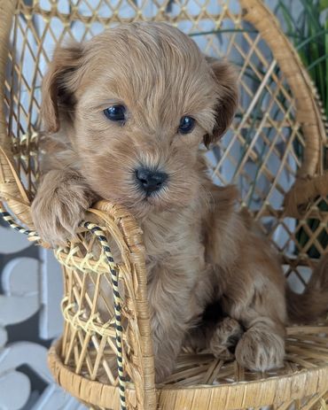 Light brown Havapoo puppy named Sage resting his paw on the arm of a wicker chair.