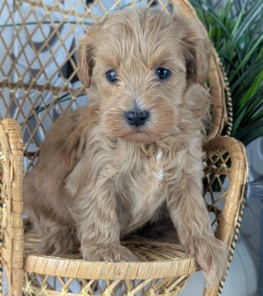 Golden-honey Havapoo puppy named Mint sitting in a wicker chair.