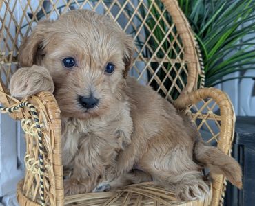 Light brown Havapoo puppy named Sage relaxing in a wicker chair.