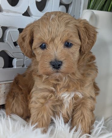 Caramel Havapoo puppy named Rosemary with white chest markings sitting on a fluffy white rug.