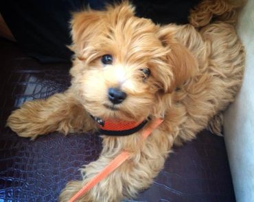 havapoo puppy poovanese havanese poodle toy poodle river view puppies puppies for sale iowa puppies