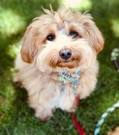havapoo puppy poovanese havanese poodle toy poodle river view puppies puppies for sale iowa puppies