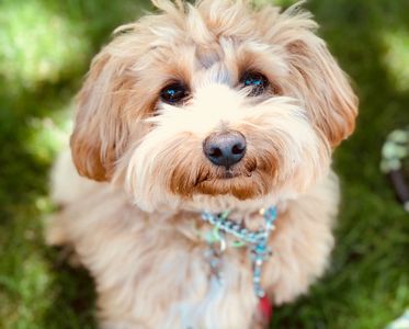 havapoo puppy poovanese havanese poodle toy poodle river view puppies puppies for sale iowa puppies