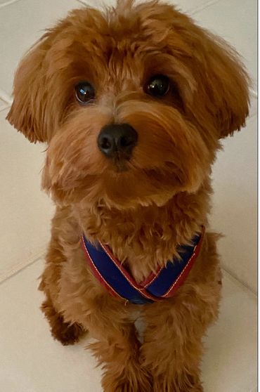 havanese poodle havapoo puppy poovanese havanoodle dog for sale adopt puppies pet fun teddy bear