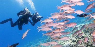 divers on key west reef