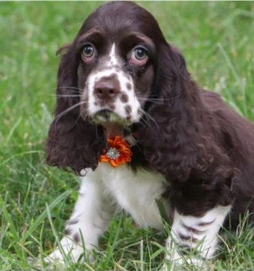 Our Darling Sir "Tucker"💙💙💙