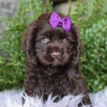 Dam Bella💜💜💜