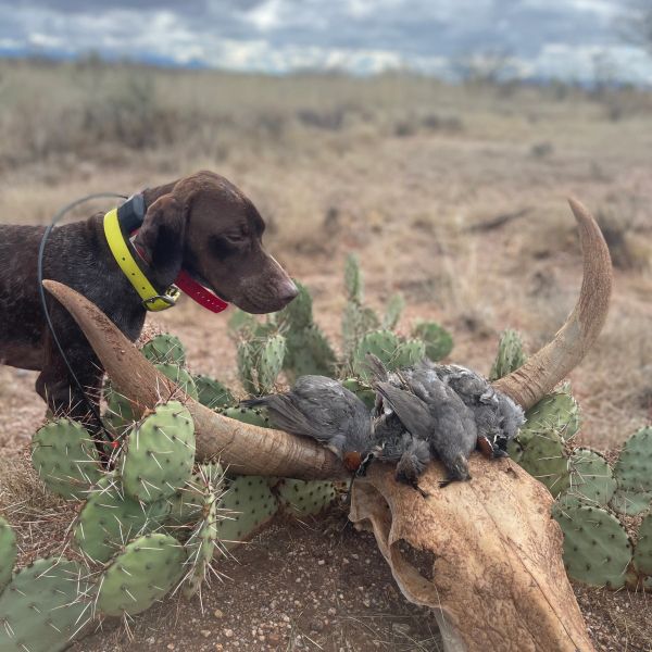 A dog with a collar looks at three dead birds on a pair of antlers in a desert.