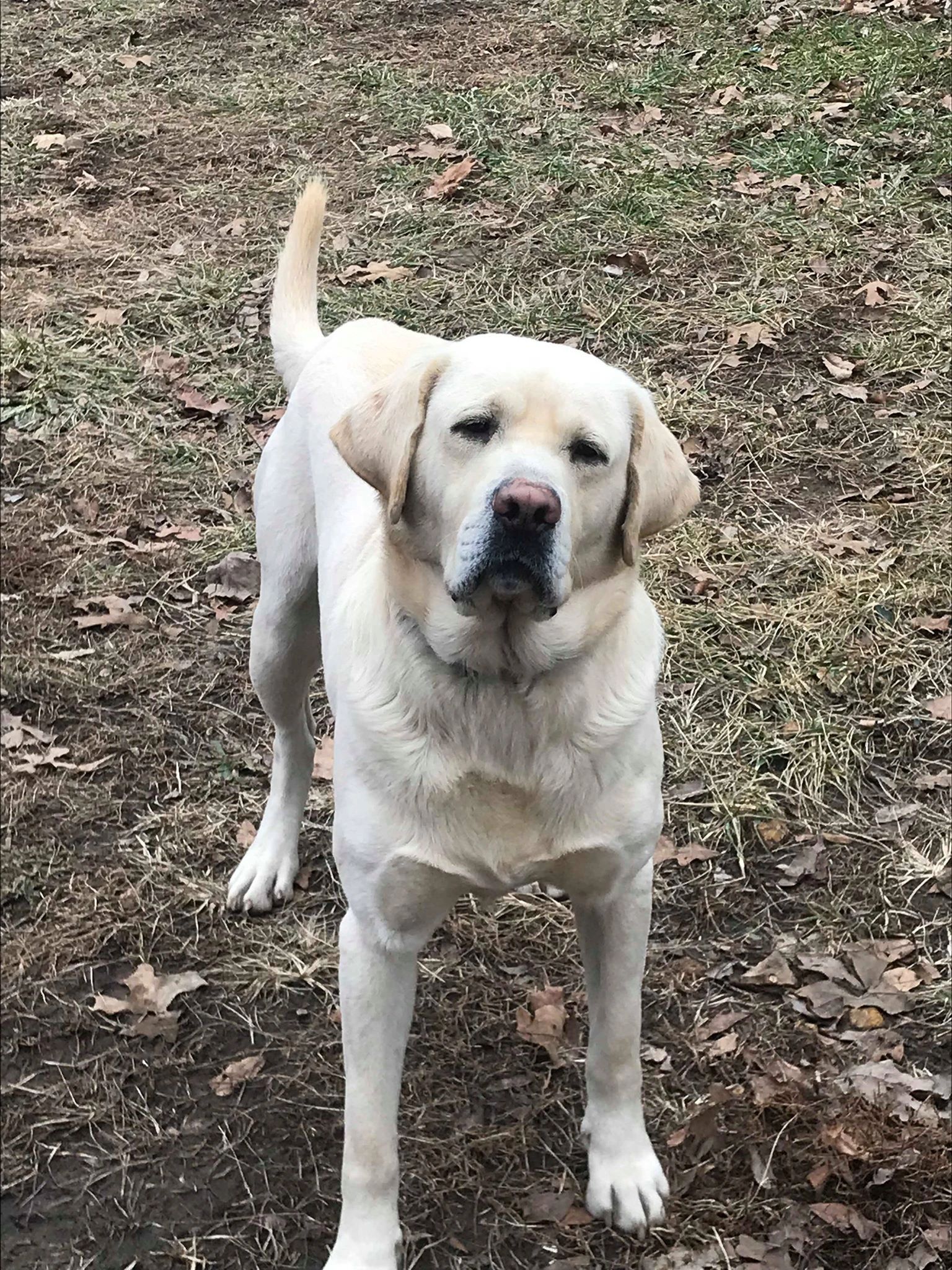 Redbud Ridge Kennels Home