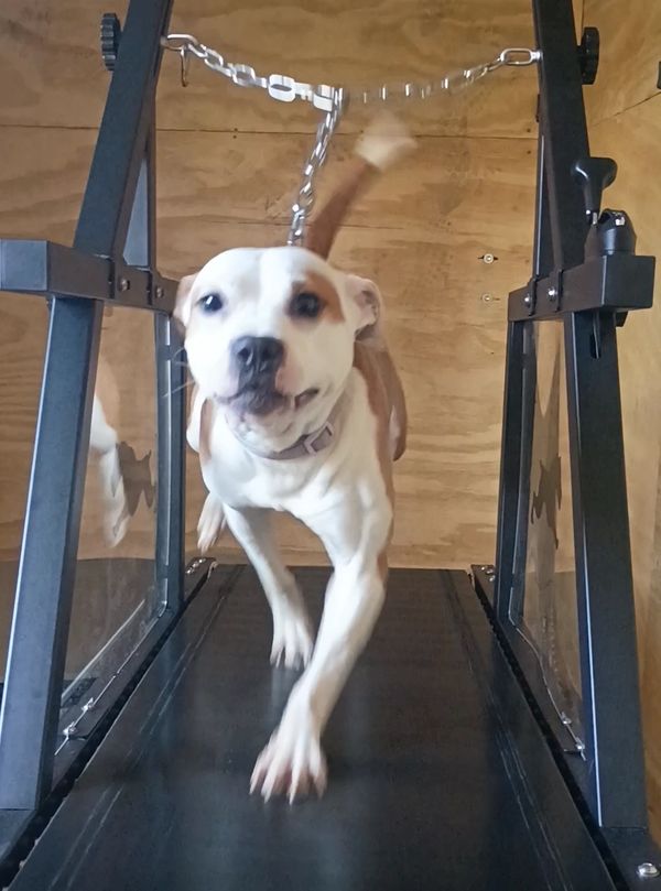 A dog running on a treadmill inside a wooden room.