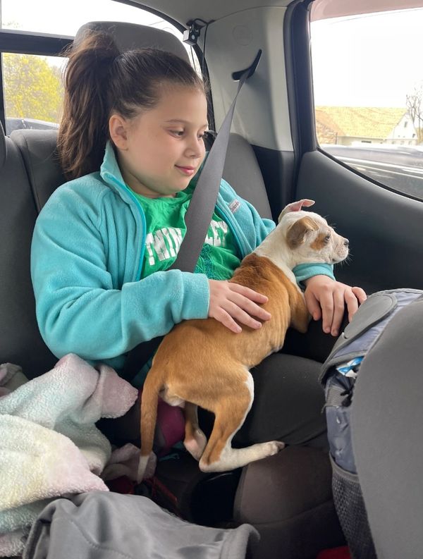 A girl in a teal jacket cuddles a small brown and white dog in a car.