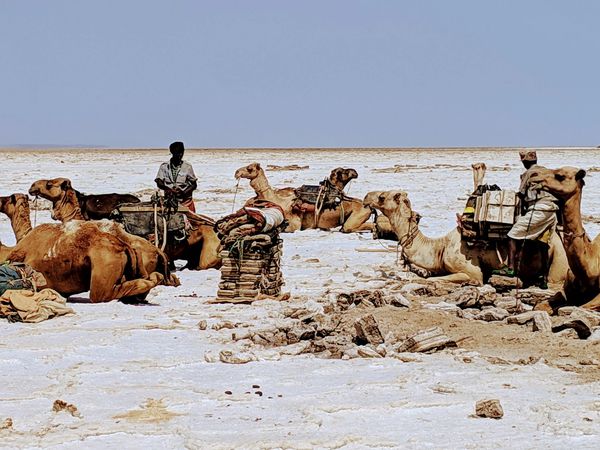 Danakil Depression Afar desert salt miner camels taking a break