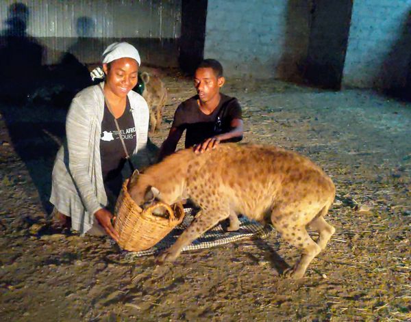 American woman Feeding the wild hyenas in Harar Ethiopia