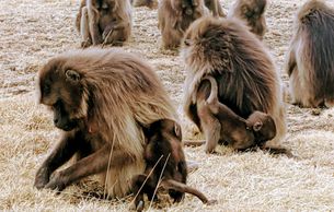 Gelada Baboons in the Simien Mountains Ethiopian wolf Walia Ibex hiking trekking camping in Ethiopia