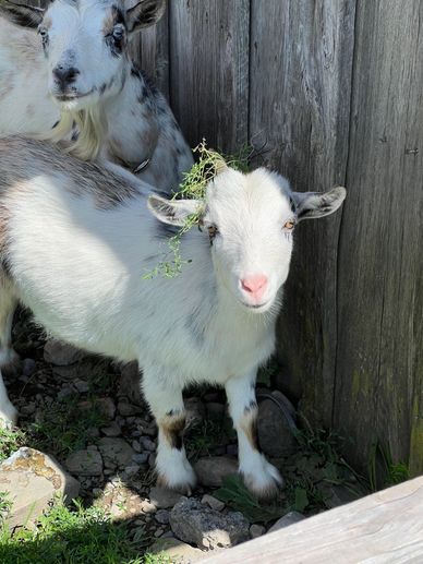 Two goats resting near a wooden fence.