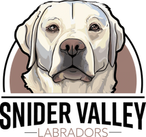 Snider Valley Labradors