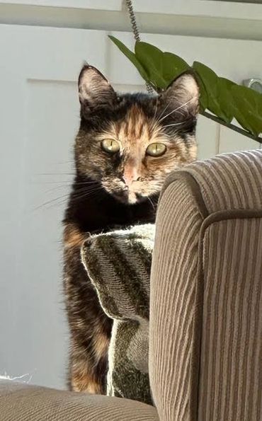 Beautiful Hero Cat KatieB is helping the wildlife and people of Kenya by donating to the water bowl