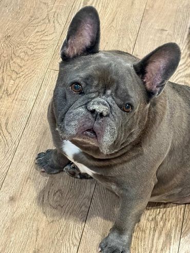 Adorable hero Juno (@katrosier26)