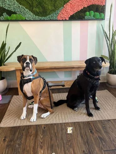 Heroes Rocky & Raven (@rocky_n_raven)
Angel Rocky's book is The Castoff Canine (@thecastofcanine)