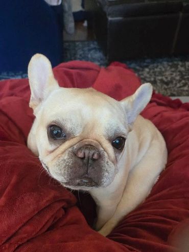 Hero Maizie of @thebonnielass.frenchie