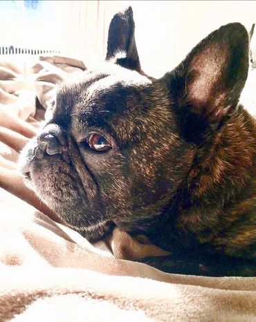 Sweet animal hero Astro of @katrosier26