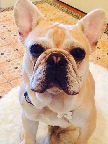 Dog hero Zuess (@katroiser26)