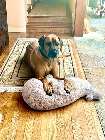 Hero Zulu is Henri's uncle. He carries around Henri's whale and brings love to everyone around him.