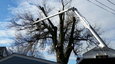 Tree Removal- Douglas Tree Service removing a large tree in Lancaster, Pa