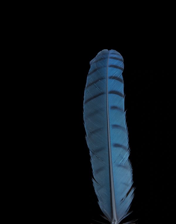 One blue jay feather against black background.