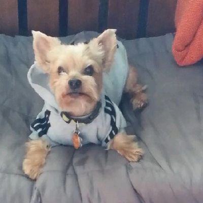 Bentley The Yorkie wearing his hoody-keeps him warm, his Dog Tags say he's Up To Date On Rabies Vax 