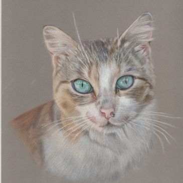 Cat drawing in coloured pencil, pet portrait artist